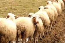 کشف ۲۰۶ رأس دام سبک توسط مرزبانان هنگ مرزی دهلران