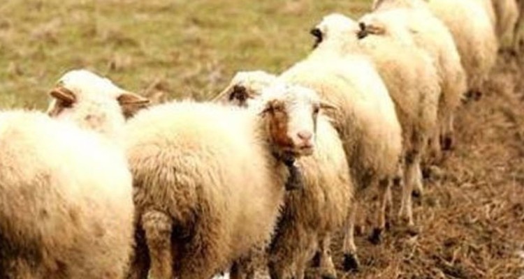 کشف ۲۰۶ رأس دام سبک توسط مرزبانان هنگ مرزی دهلران