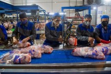 شب عید ۱۴۰۱ مشکل کمبود مرغ نداریم/ ظرفیت جوجه‌ریزی ‌به ۱۳۰ میلیون قطعه رسید