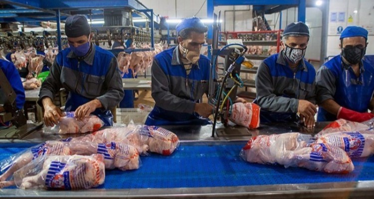 شب عید ۱۴۰۱ مشکل کمبود مرغ نداریم/ ظرفیت جوجه‌ریزی ‌به ۱۳۰ میلیون قطعه رسید