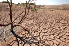 خشکسالی خسارت ۸۰ درصدی به مزارع دیم شهرستان ایوان