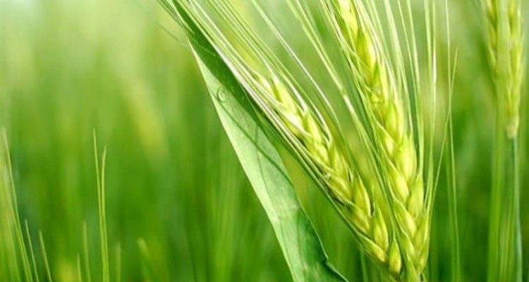 ۹۶۰ میلیارد ریال از مطالبات کشاورزان پرداخت خواهد شد