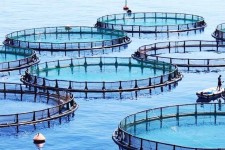 شرایط ویژه روستای کلم برای پرورش ماهی قزل‌آلا