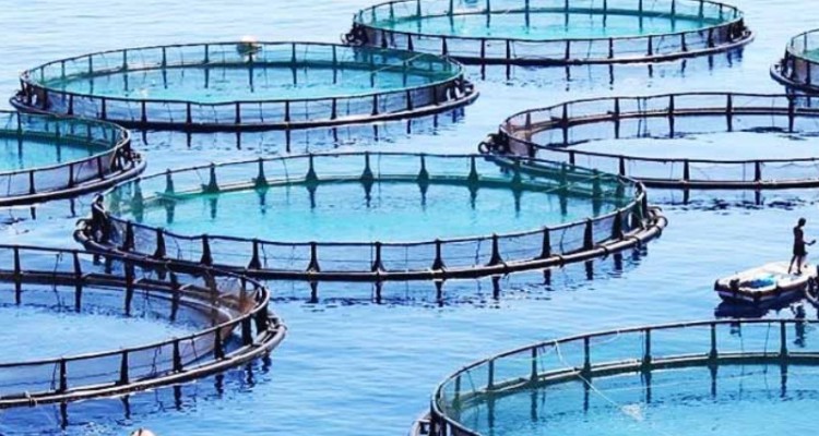 شرایط ویژه روستای کلم برای پرورش ماهی قزل‌آلا