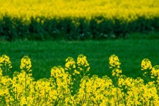 ۸۲۰ میلیارد از مطالبات کلزا‌ کاران پرداخت خواهد شد