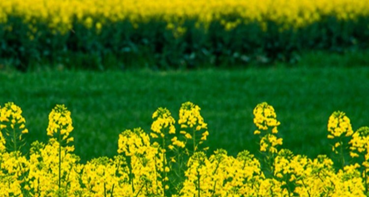 ۸۲۰ میلیارد از مطالبات کلزا‌ کاران پرداخت خواهد شد