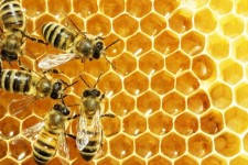 سالانه ۱۶ میلیون تومان عسل در شهرستان بدره تولید می شود