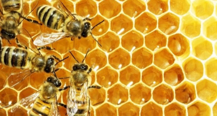 سالانه ۱۶ میلیون تومان عسل در شهرستان بدره تولید می شود