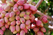 ۳۹ هکتار از باغات پسته استان به باردهی رسیده است