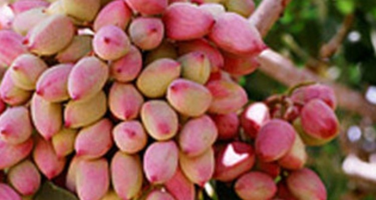 ۳۹ هکتار از باغات پسته استان به باردهی رسیده است