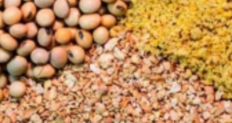 کشف 16 تن محموله خوراک آلوده دامی قاچاق در ایلام