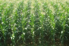 اولین تجربه  کشاورزان کشت ذرت از درآمد ۳۰ تا ۵۰ میلیونی