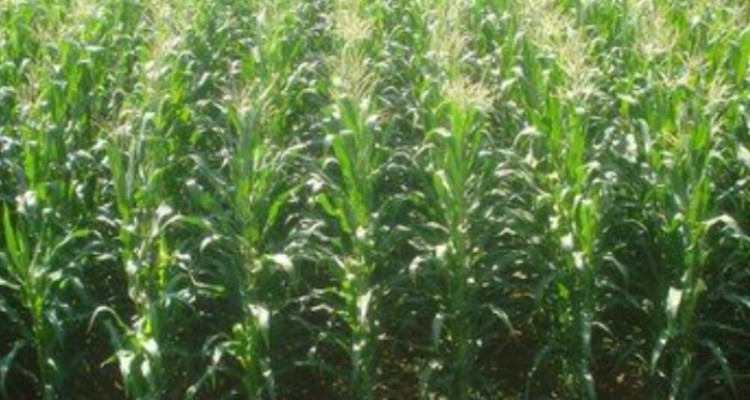 اولین تجربه  کشاورزان کشت ذرت از درآمد ۳۰ تا ۵۰ میلیونی