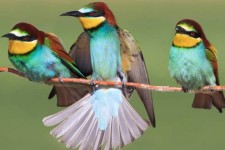 دستگیری عامل مرگ پرنده زنبور خوار