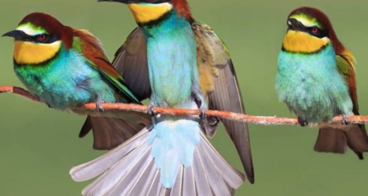 دستگیری عامل مرگ پرنده زنبور خوار