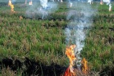 معضلات گریبان گیر مزارع ایلام ناشی از آتش سوزی پس از برداشت محصول