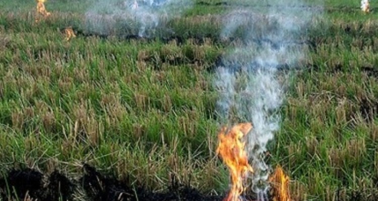 معضلات گریبان گیر مزارع ایلام ناشی از آتش سوزی پس از برداشت محصول