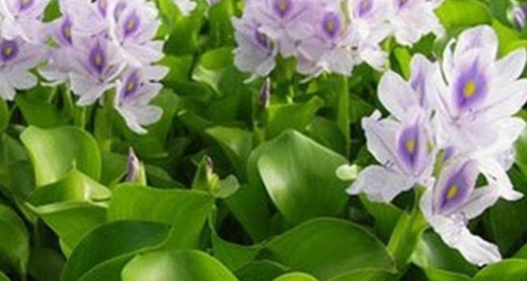 بالغ بر ۳۵۰ گونه گیاهی دارویی در استان ایلام وجو‌د دارد