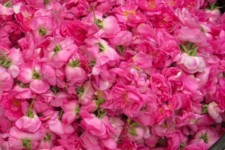 پیش بینی برداشت ۴۰ تن محصول گل محمدی تا پایان سال جاری