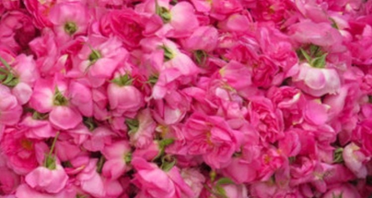 پیش بینی برداشت ۴۰ تن محصول گل محمدی تا پایان سال جاری