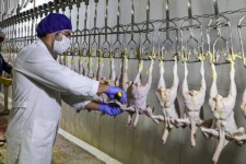 مدیر کل دامپزشکی استان ایلام: شست و شوی مرغ با سرکه صحت ندارد