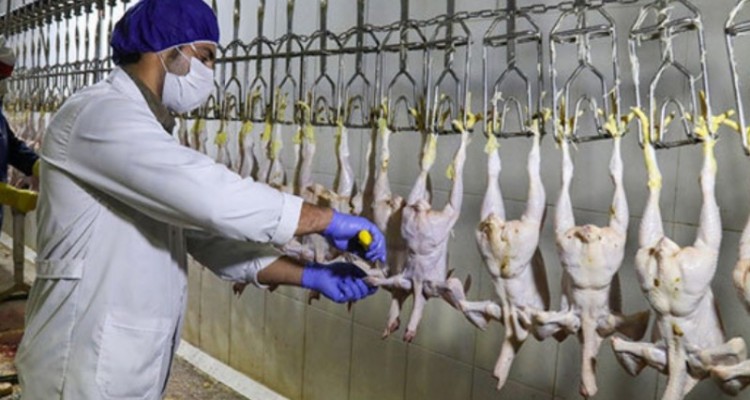 مدیر کل دامپزشکی استان ایلام: شست و شوی مرغ با سرکه صحت ندارد