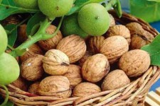 وجود بیش از هزار هکتار باغ گردو بارور در ایلام