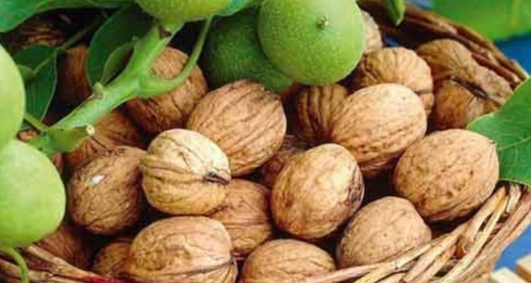 وجود بیش از هزار هکتار باغ گردو بارور در ایلام