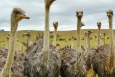 راه اندازی واحد پرورش شتر مرغ توسط بنیاد علوی