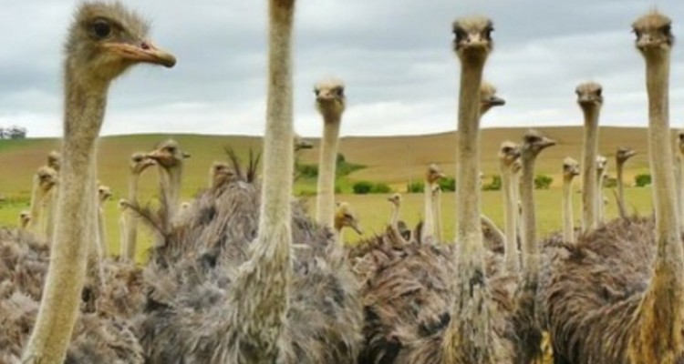 راه اندازی واحد پرورش شتر مرغ توسط بنیاد علوی