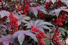 سهم شهرستان چرداول در تولید گیاهان دارویی