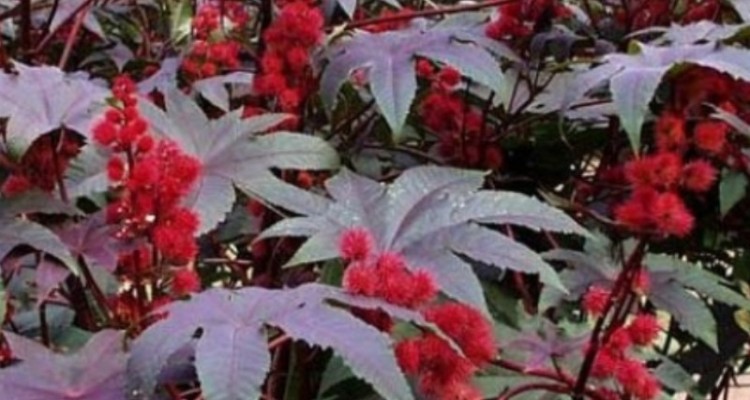 سهم شهرستان چرداول در تولید گیاهان دارویی