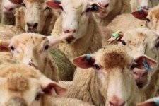 توقیف  قاچاق دام در مرز مهران