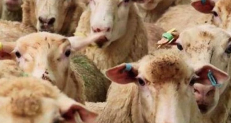 توقیف  قاچاق دام در مرز مهران