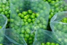 افزایش سطح زیر کشت باغات گوجه سبز ایلام