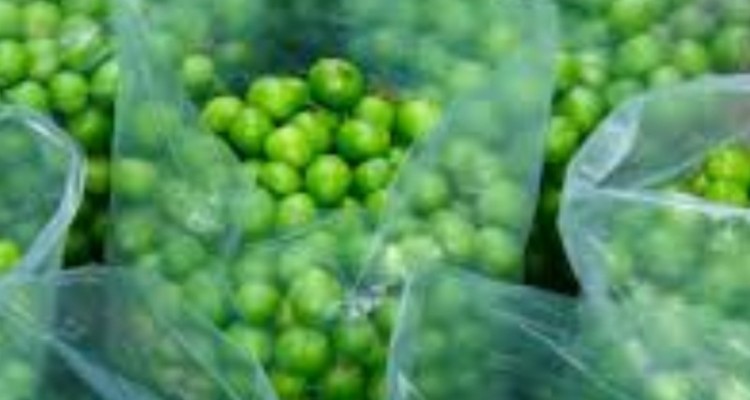 افزایش سطح زیر کشت باغات گوجه سبز ایلام