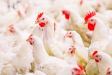 تسهیلات ده درصدی به مرغداران ملکشاهی