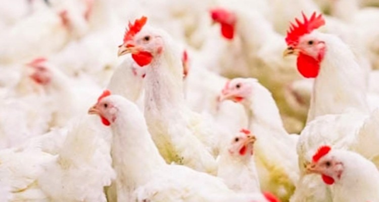 تسهیلات ده درصدی به مرغداران ملکشاهی