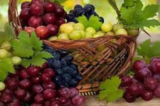 برداشت انگور یاقوتی  از تاکستان های ایلام