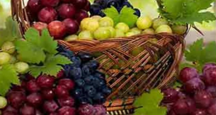 برداشت انگور یاقوتی  از تاکستان های ایلام