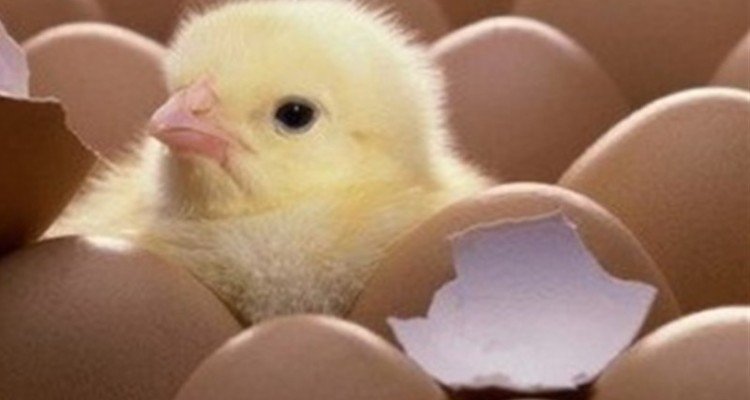 رشد ۴۳ درصدی میزان جوجه ریزی در ایلام