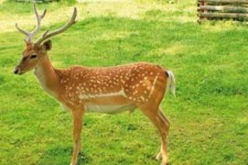 ۵۷ رأس گوزن در مرکز تکثیر ایلام