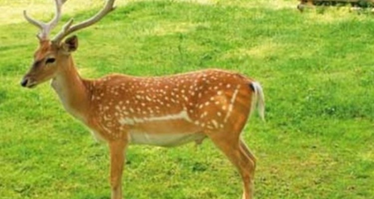 ۵۷ رأس گوزن در مرکز تکثیر ایلام