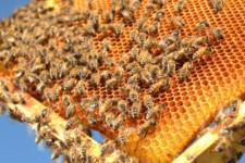 بیماری نوزما علت اصلی تلفات زنبور عسل