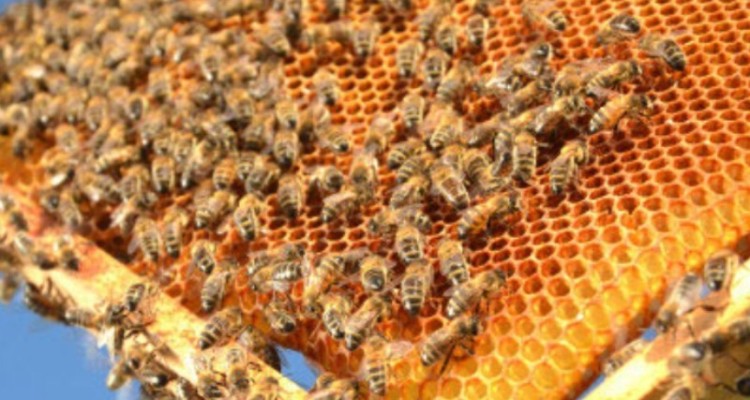 بیماری نوزما علت اصلی تلفات زنبور عسل