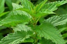 گیاهی که محرک قوی گردش خون است