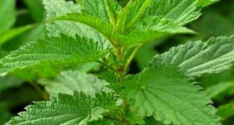 گیاهی که محرک قوی گردش خون است