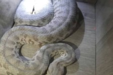 مهار یک حلقه مار سمی در ایلام