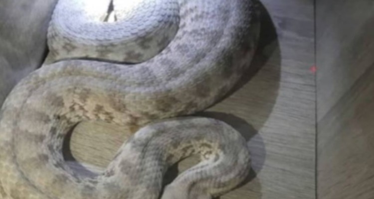 مهار یک حلقه مار سمی در ایلام