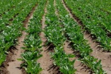 گام هایی برای کاهش اثرات خشکسالی/ از بذر رایگان تا کشت جایگزین